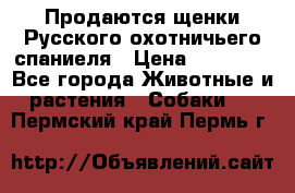 Продаются щенки Русского охотничьего спаниеля › Цена ­ 25 000 - Все города Животные и растения » Собаки   . Пермский край,Пермь г.